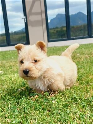 Wheaten Scottish Terrier For Sale