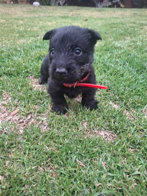 Scottish Terrier pups for sale