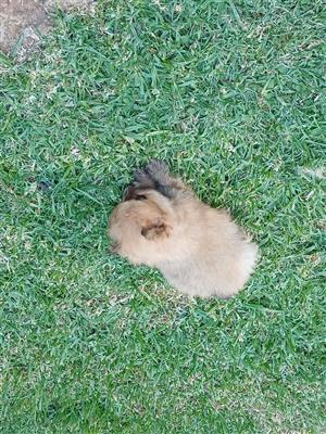 Male Toypom puppies looking for their forever home