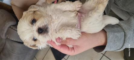 Pekingese male puppies