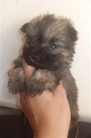 Puppy's  2 female teucup Yorkie