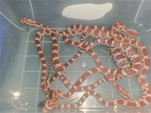 Baby Corn Snakes for sale 