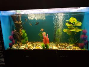Huge 600 ltr perspex fish tank with alot of accessories 