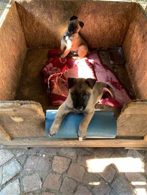 Belgium Malinois Puppies for sale