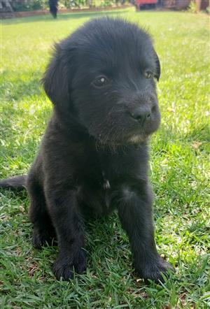 Black labrador puppies for sale 8 weeks old 3 nale and 3 female