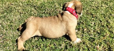 English Bulldog puppies