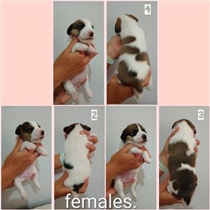 Jack Russel puppies for sale