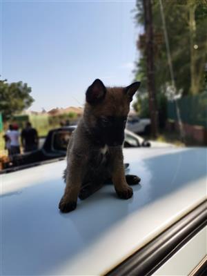 Belgian malinois puppies pure breed going at a special price don't miss this opp