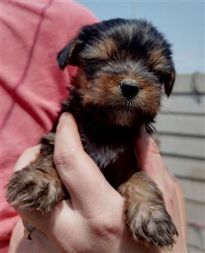 Pure bred  Yorkie puppies 