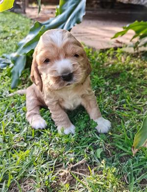 Beautiful Cocker Spaniel Puppy available 