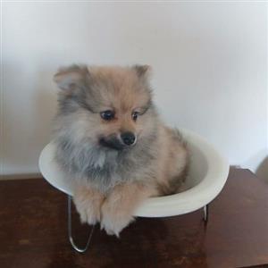Pomeranian (Toy Poms)