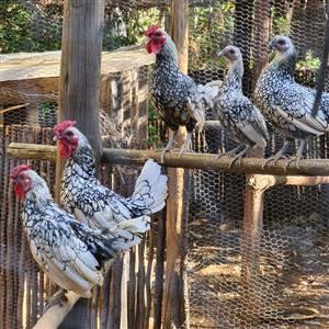 Silver Sebright Roosters