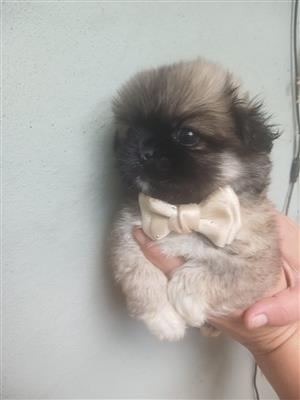 Teddy bear Pekingese puppies 