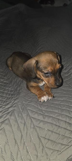 Jackrussel x dachshund (worsie) 