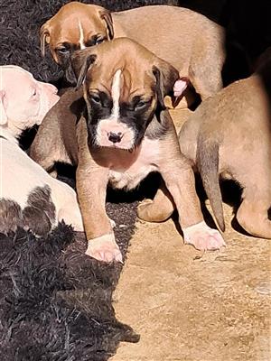 Rare and Adorable B.Boxer Puppies