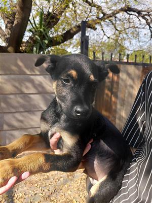 Malinois crossed with Dutch Shepherd puppies 