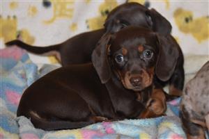 Chocolate Worsies / Dachshund puppies 