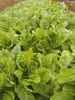 Fordhook Giant Spinach For Sale