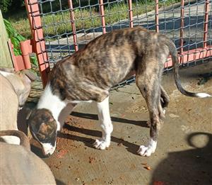 Greyhound puppies 