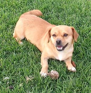 Pekingese x dachshund 