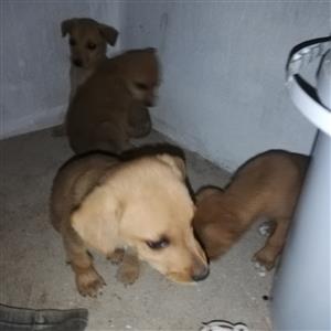 Labrador and German shepherd PUPPIES FOR SALE 
