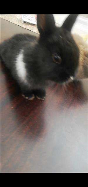 Netherlands blue eyed baby dwarf bunny for sale 