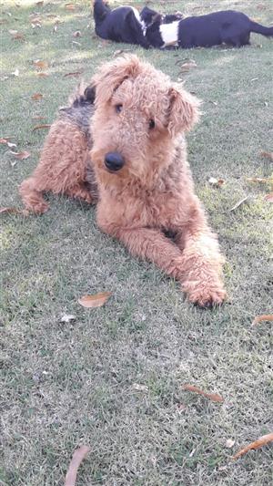 Airedale puppies for sale