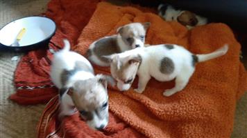 Well socialized Jack Russel Puppies 6 weeks old