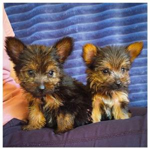 Purebred Yorkshire Terriers