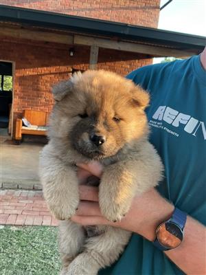 Chow puppies for sale.   5x Male.