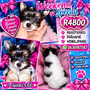 YORKIE BIEWER FEMALE PUPPY