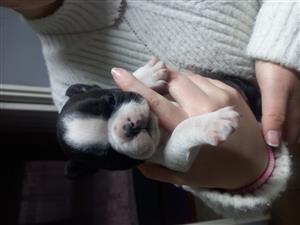 2 Female Boston terrier puppy's ready for new home 