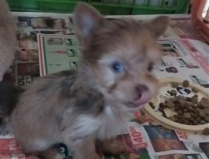 Yorkies