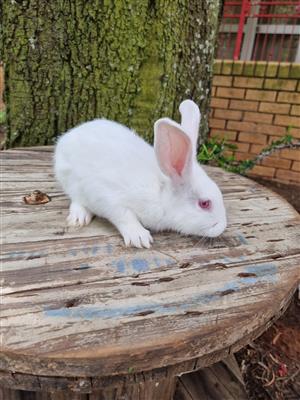 New Zealand Rabbits