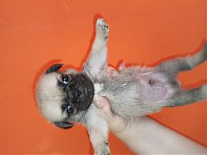 Pug boys 