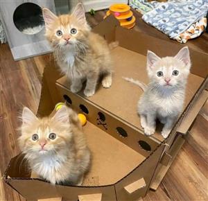 Friendly Maine Coon Kittens 