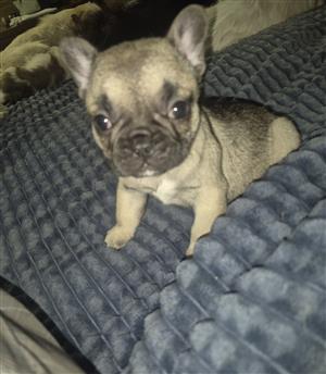 Female French Bulldog puppy 