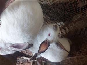 rabbits 5 months, white.