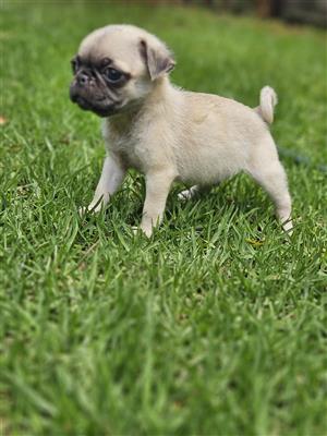 Pug puppies