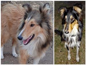 Rough Lassie type collie puppies 