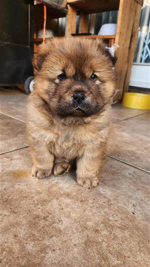 Chow Chow Puppies for Sale