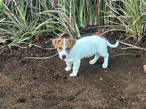 Purebred jack Russel puppies 