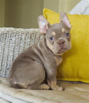 Gorgeous Exotic French bulldog puppies available