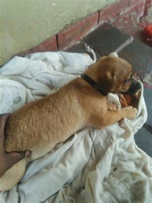 12weeks Brown male Jack Russell for sale 