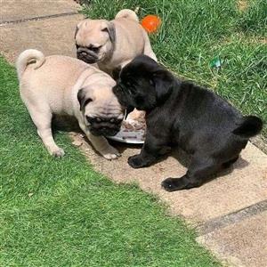 Loving pug puppies looking for a home. 3 male 2 female. 