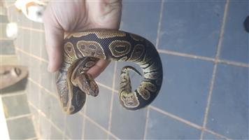 Ball python,male,Nyala Morfo
