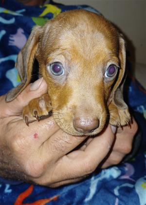 Dachshund male puppies for sale