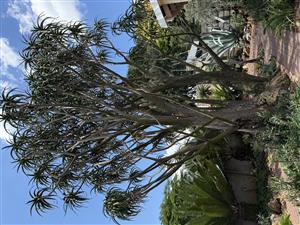 Tree Aloe 
