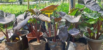 Colocasia esculenta Black magic