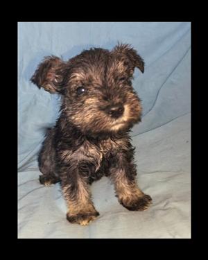 Miniature Schnauzer pups